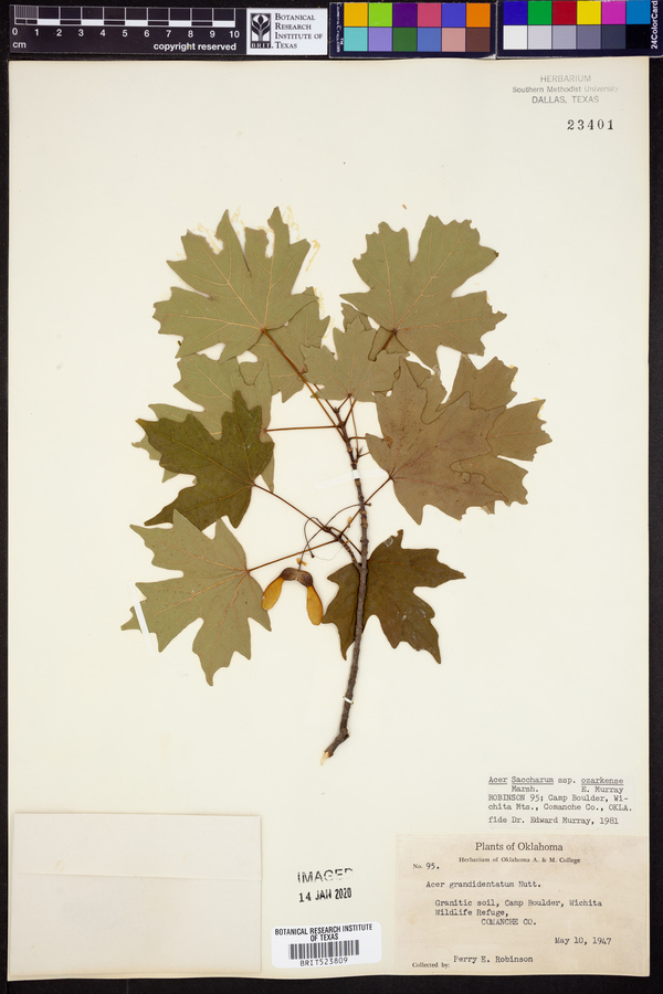 Acer saccharum var. schneckii image