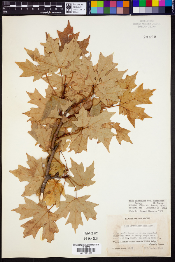 Acer saccharum var. schneckii image