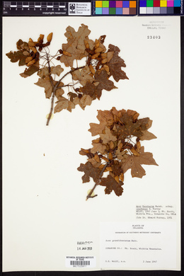 Acer saccharum subsp. ozarkense image