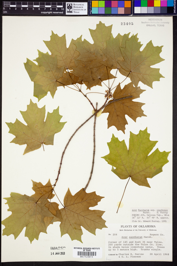 Acer saccharum image