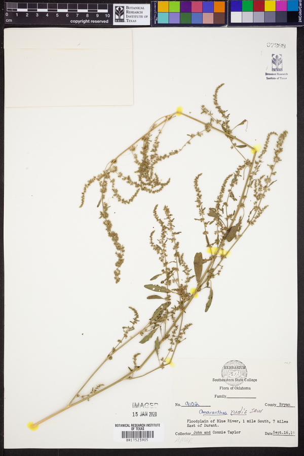 Amaranthus tuberculatus image