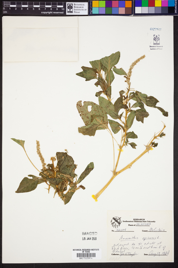 Amaranthus spinosus image