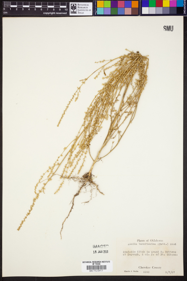 Amaranthus tuberculatus image