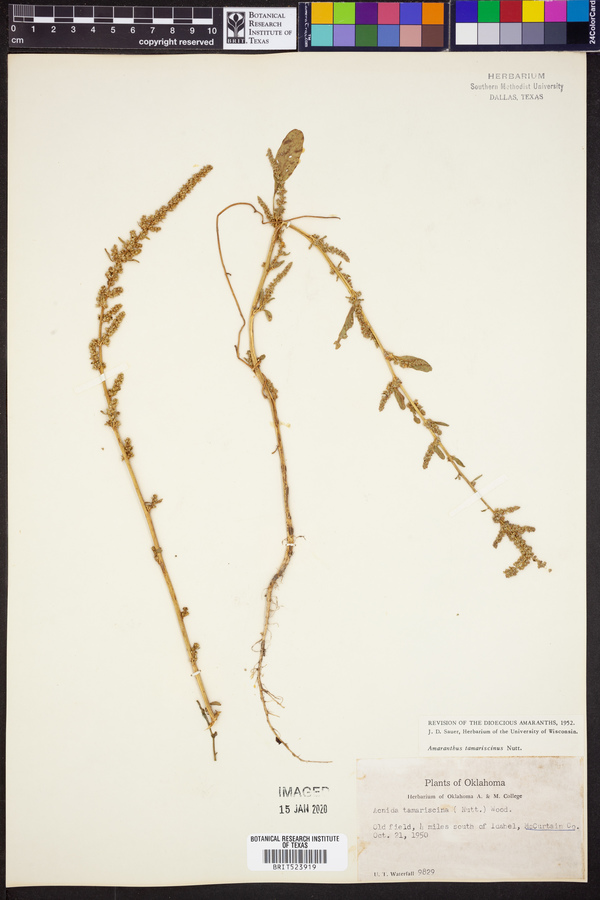 Amaranthus tuberculatus image