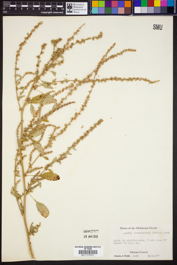 Amaranthus tuberculatus image