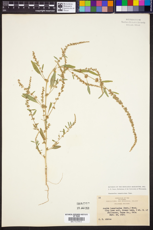 Amaranthus tuberculatus image