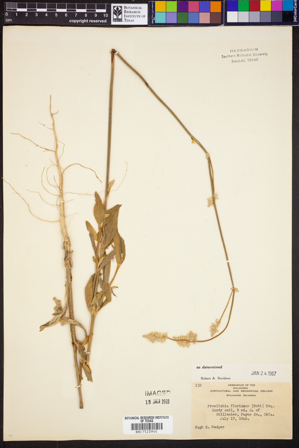 Froelichia floridana image