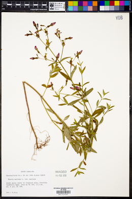 Rhexia mariana var. mariana image