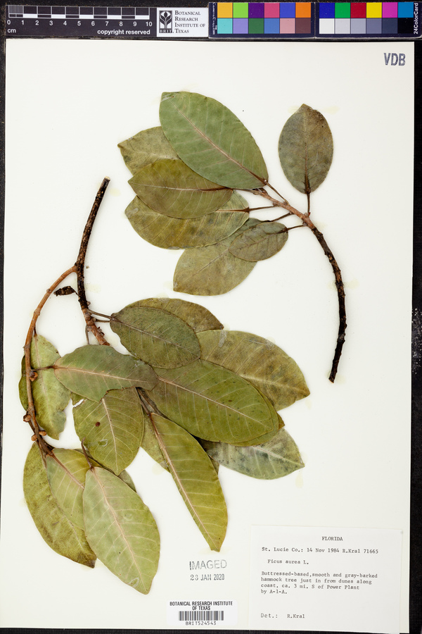 Ficus aurea image