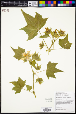Image of Kitaibelia vitifolia