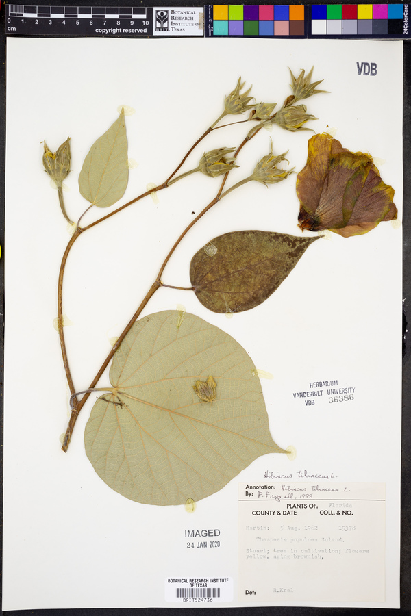 Hibiscus tiliaceus image