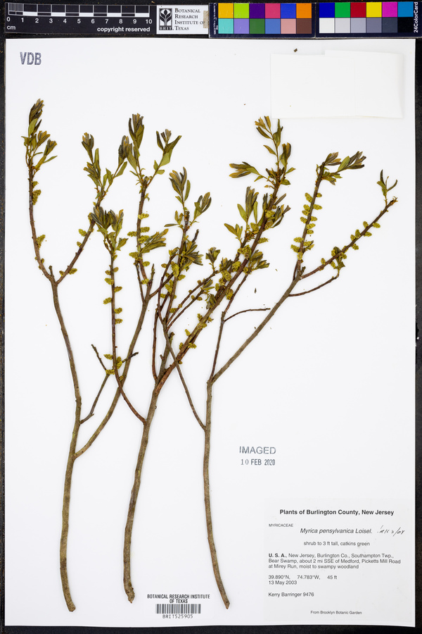 Myrica pensylvanica image