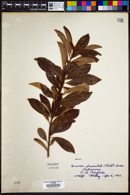 Icacorea paniculata image