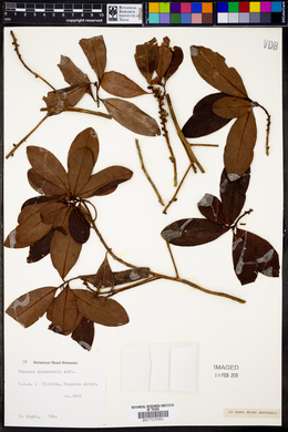 Image of Rapanea guianensis