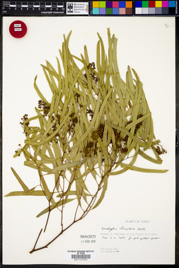 Eucalyptus citriodora image