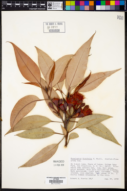 Eucalyptus ficifolia image