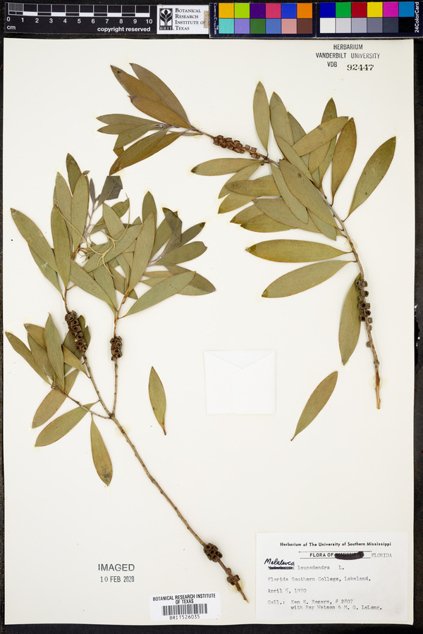 Melaleuca quinquenervia image