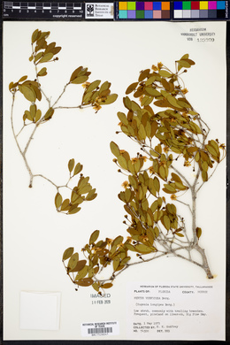 Image of Myrtus verrucosa