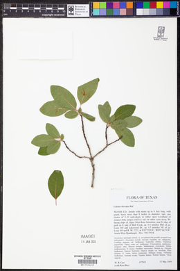 Cotinus obovatus image