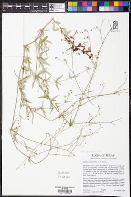 Boerhavia intermedia image