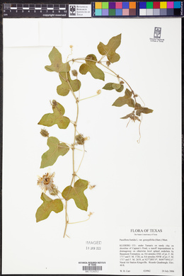 Passiflora foetida var. gossypiifolia image