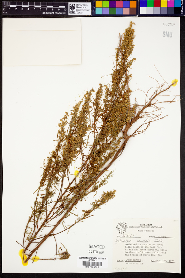 Artemisia campestris ssp. caudata image