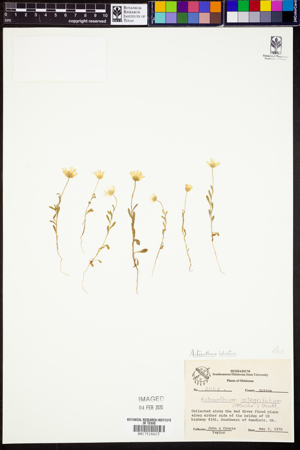 Astranthium ciliatum image