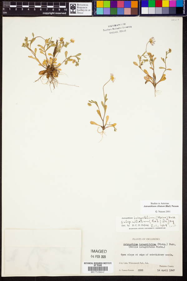 Astranthium ciliatum image