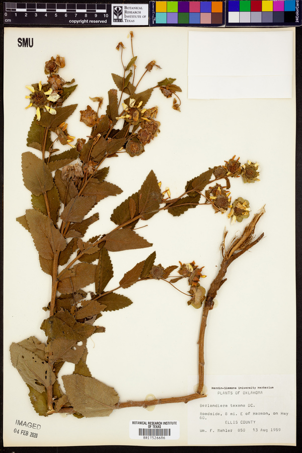 Berlandiera texana image