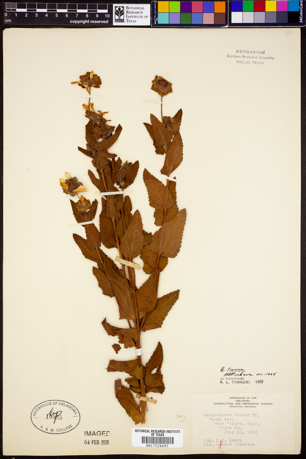 Berlandiera texana image