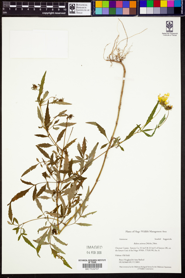 Bidens aristosa image