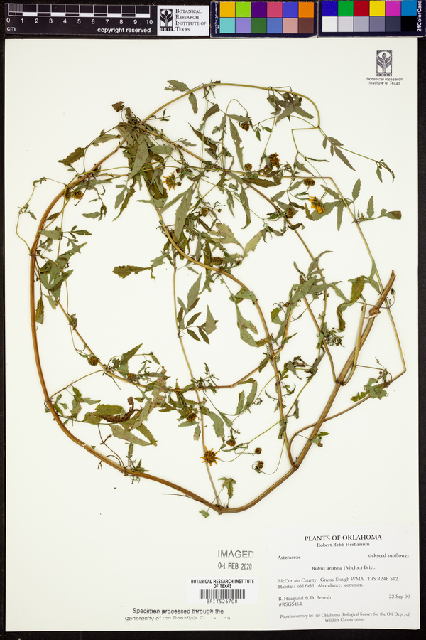 Bidens aristosa image