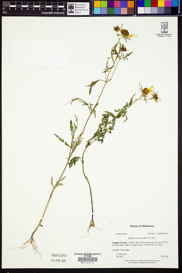 Bidens aristosa image