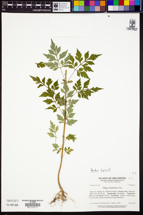 Bidens bipinnata image