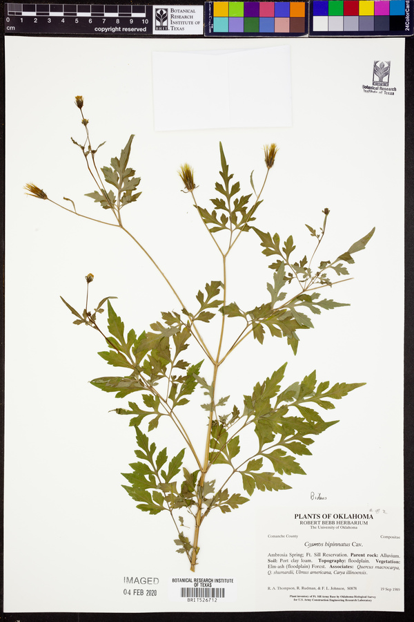 Bidens bipinnata image