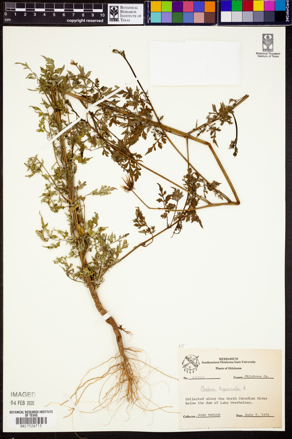 Bidens bipinnata image