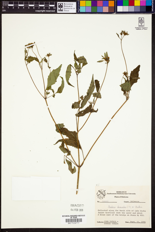 Bidens discoidea image