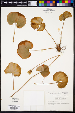 Parnassia grandiflora image