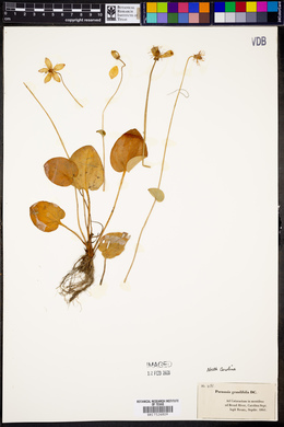 Parnassia grandifolia image