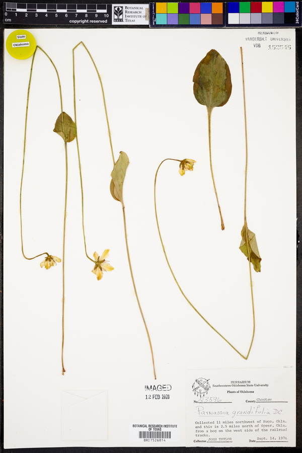 Parnassia grandiflora image
