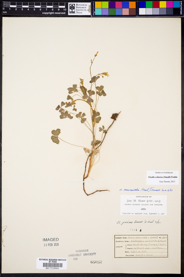 Oxalis colorea image