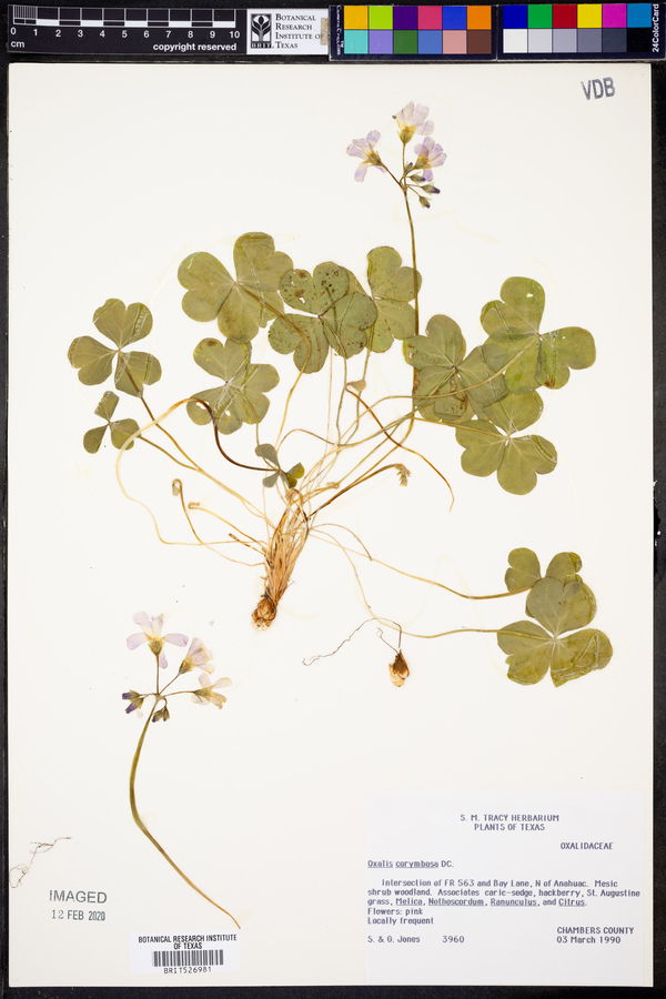 Oxalis corymbosa image