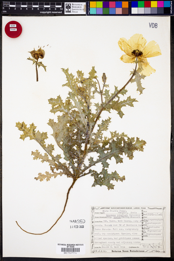 Argemone albiflora var. texana image