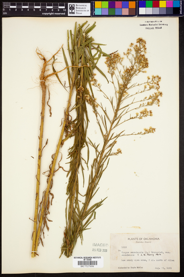 Conyza canadensis var. canadensis image