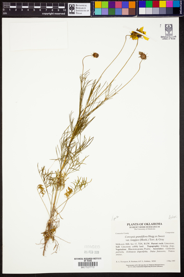 Coreopsis grandiflora var. longipes image