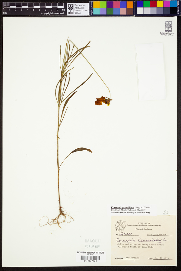 Coreopsis grandiflora image