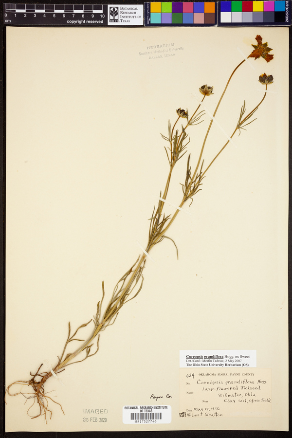 Coreopsis grandiflora image