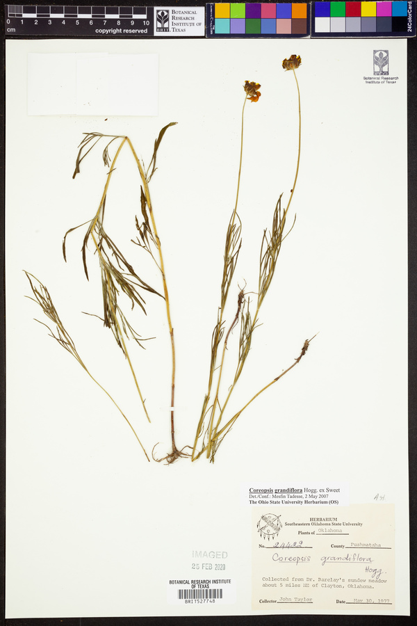 Coreopsis grandiflora image
