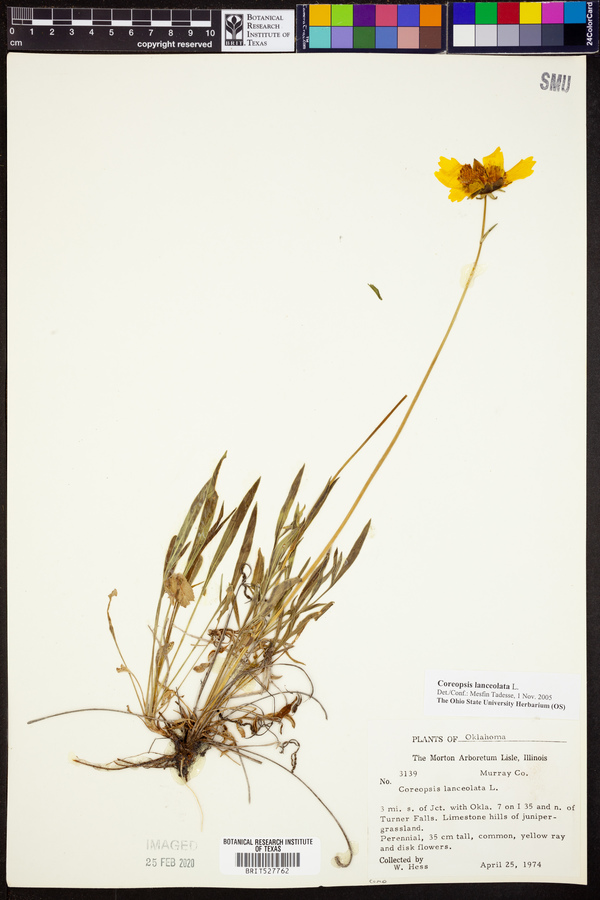 Coreopsis lanceolata image