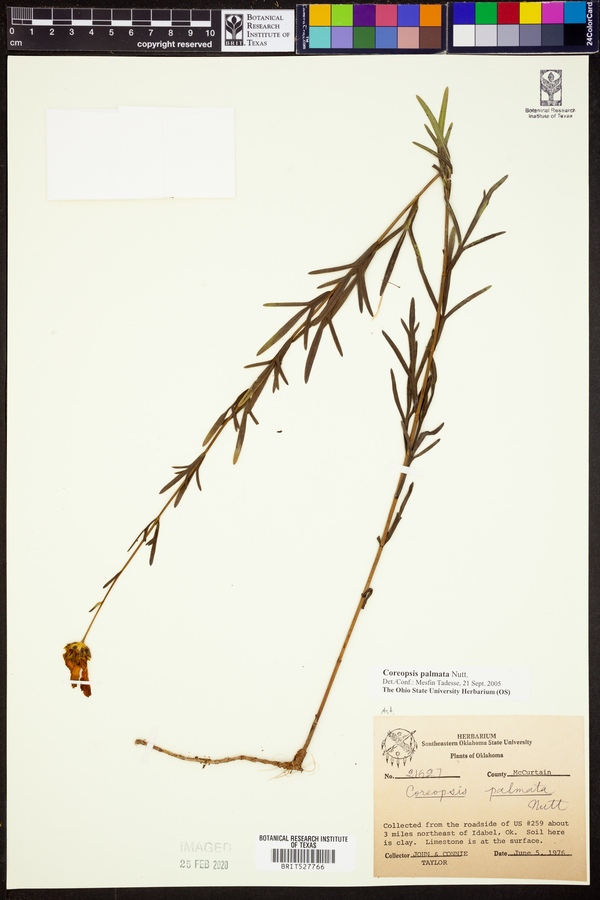 Coreopsis palmata image